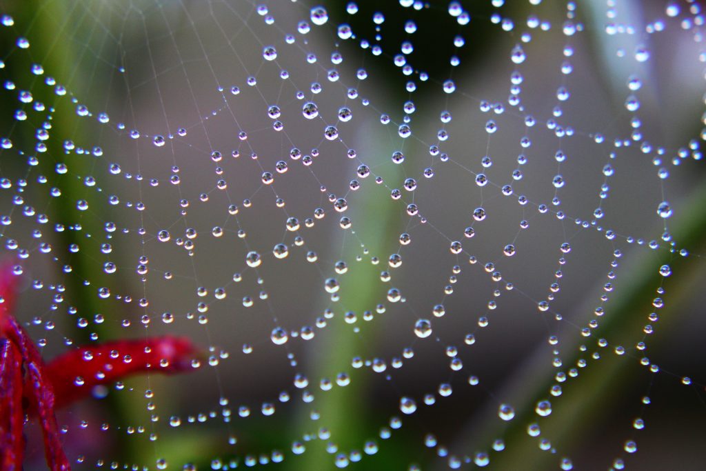 spider-web-3706869_1920